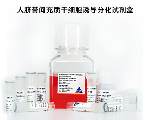 人臍帶間充質干細胞誘導分化試劑盒