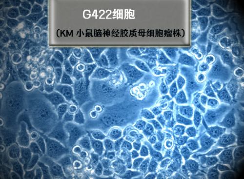 KM小鼠腦神經(jīng)膠質(zhì)母細胞瘤瘤株 G422