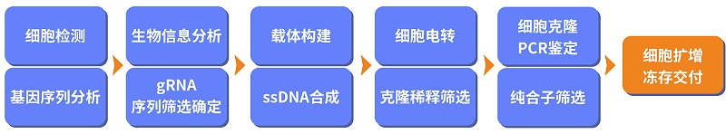基因敲除細(xì)胞