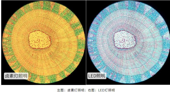 鹵素燈照明右圖LED燈照明