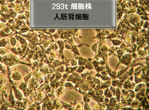 293T細胞