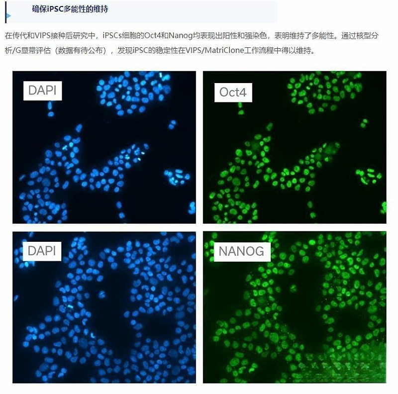 MatriClone基質(zhì)膠價格