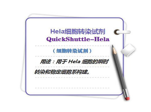 Hela細胞轉(zhuǎn)染試劑01
