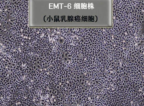 EMT-6細胞-小鼠乳腺癌細胞