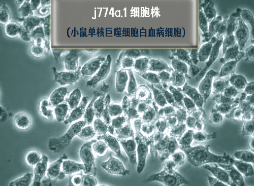 j774a.1細(xì)胞