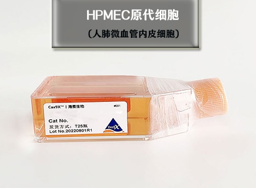 人肺微血管內(nèi)皮細胞- HPMEC